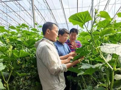 山東省農(nóng)業(yè)技術(shù)推廣中心 系統(tǒng)著力抓夏管，強(qiáng)化服務(wù)促豐收